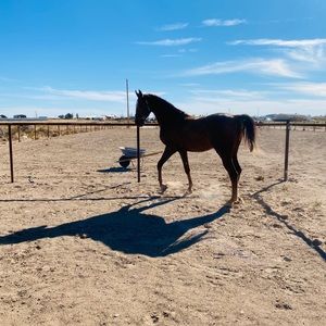 Meet your Posher, Cher